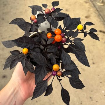 Ornamental Pepper 'Onyx Orange' - 4 1/3" Pot