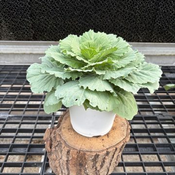 Ornamental Kale 'Pigeon Victoria' - 6" Pot