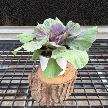 Ornamental Kale 'Pigeon Purple' - 6" Pot