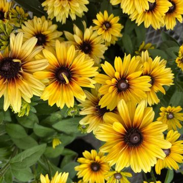 Echibeckia™ Summerina Glow™- 8" Pot