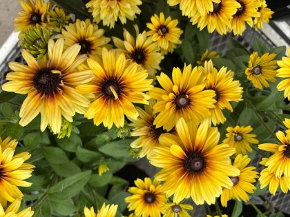 Echibeckia™ Summerina Glow™- 8" Pot