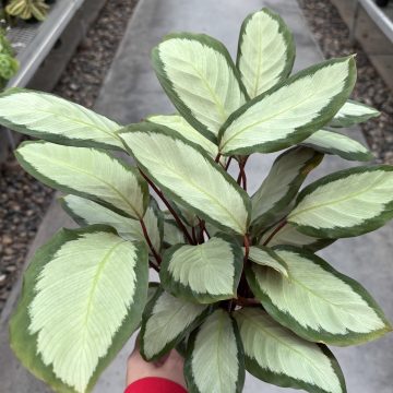 Calathea picturata - 4"