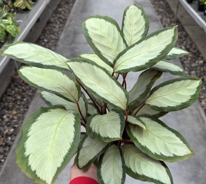 Calathea picturata - 4"
