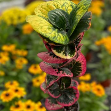 Codiaeum variegatum 'Rose' - 4"
