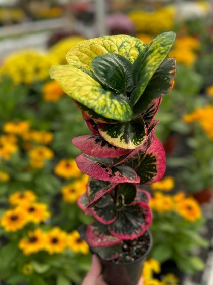 Codiaeum variegatum 'Rose' - 4"