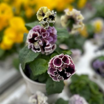 Pansy Elegance Twilight Collection - 4 1/3" Pot