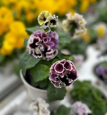 Pansy Elegance Twilight Collection - 4 1/3" Pot