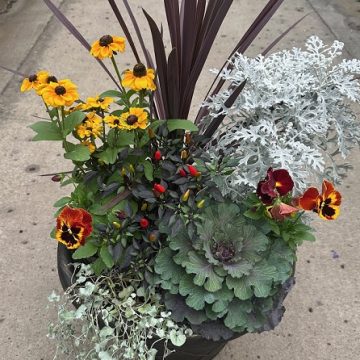 Combination 'Fall Sun' - 17" Estate Planter