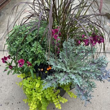 Combination 'Purple Fusion' - 17" Estate Planter