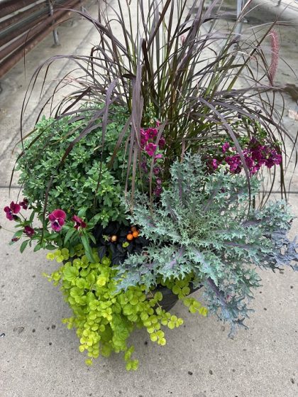 Combination 'Purple Fusion' - 17" Estate Planter