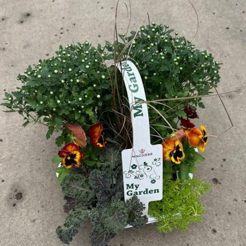 My Garden Fall Combo, Red/ Orange - 7 Count Tray