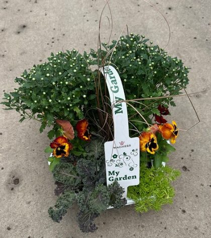 My Garden Fall Combo, Red/ Orange - 7 Count Tray