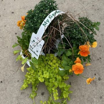 My Garden Fall Combo, Yellow - 7 Count Tray