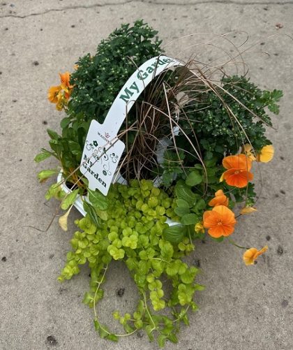 My Garden Fall Combo, Yellow - 7 Count Tray