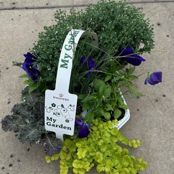 My Garden Fall Combo, Purple/ Pink - 7 Count Tray