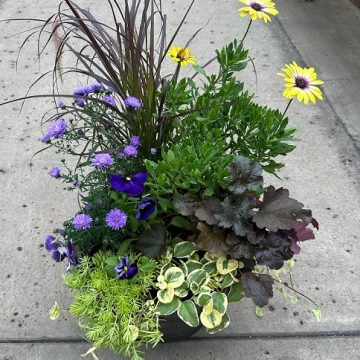 Combination 'Fall Eyes' - 14" Pot