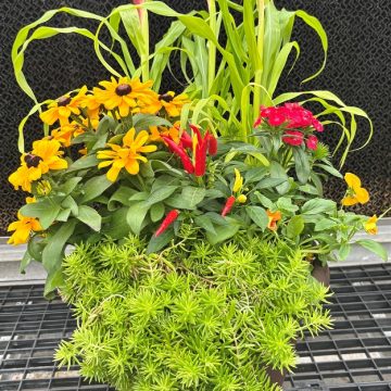 Combination 'Fall Eyes' - 14" Pot