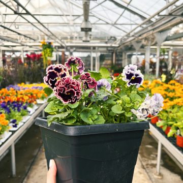 Pansy Elegance Twilight Collection - 7.5" Square