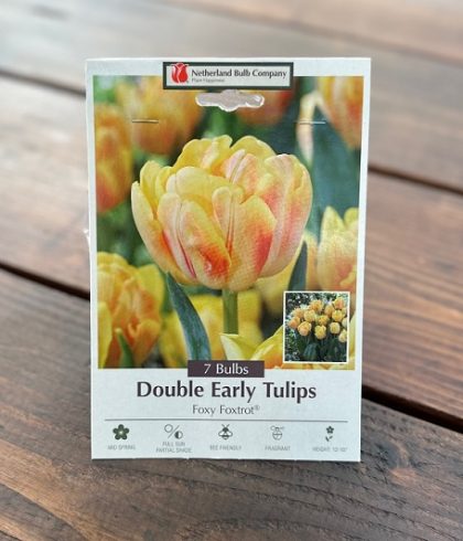 TULIP 'FOXY FOXTROT'- 7 BULBS PER PACKAGE
