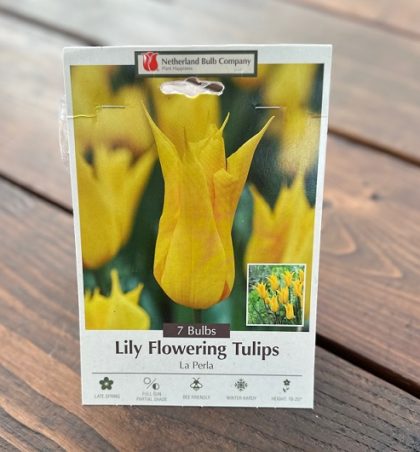 TULIP 'LA PERLA'- 7 BULBS PER PACKAGE