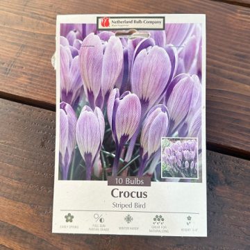 CROCUS 'STRIPED BIRD'- 10 BULBS PER PACKAGE