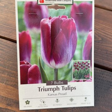TULIP 'KANSAS PROUD'- 7 BULBS PER PACKAGE