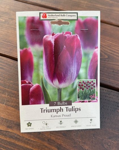 TULIP 'KANSAS PROUD'- 7 BULBS PER PACKAGE