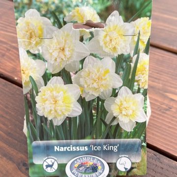 NARCISSUS 'ICE KING'- 5 BULBS PER PACKAGE