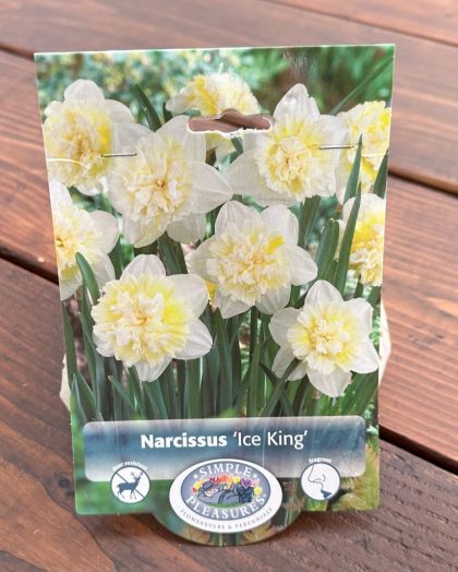 NARCISSUS 'ICE KING'- 5 BULBS PER PACKAGE
