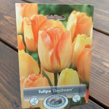 TULIP 'DAYDREAM'- 5 BULBS PER PACKAGE