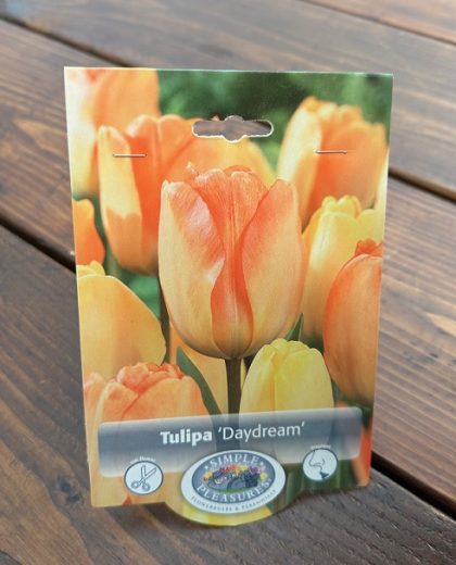 TULIP 'DAYDREAM'- 5 BULBS PER PACKAGE