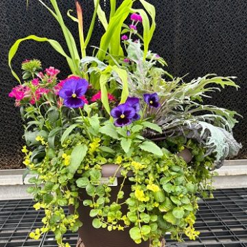 Combination 'Fall Breeze' - 14" Pot