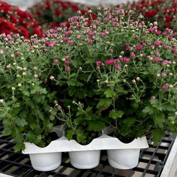 My Garden Select Mum, Purple/Pink – 6 pak