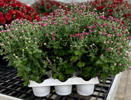 My Garden Select Mum, Purple/Pink – 6 pak