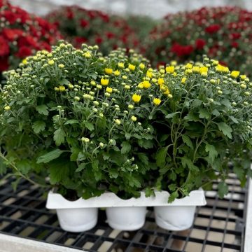 My Garden Select Mum, Yellow/ Gold – 6 pak