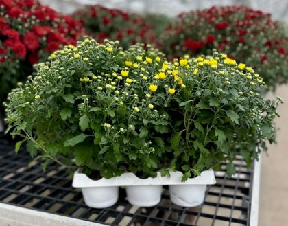 My Garden Select Mum, Yellow/ Gold – 6 pak