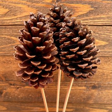 PINE CONE BUNDLE, NATURAL