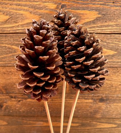 PINE CONE BUNDLE, NATURAL