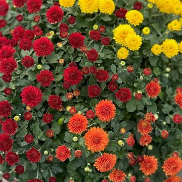 Fall Mum, Tricolor - 9" Pot