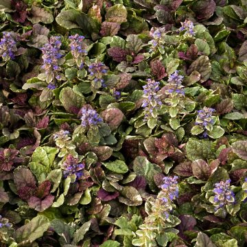 AJUGA 'BURGUNDY GLOW', SIZE: QUART
