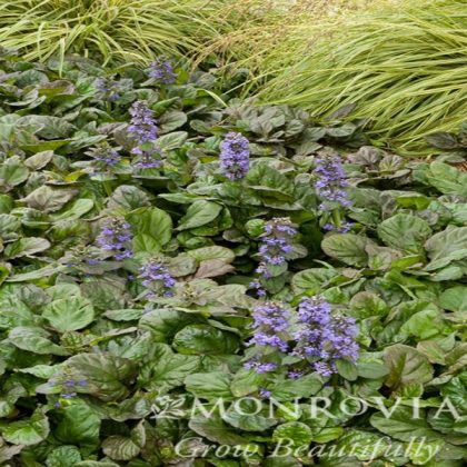 product-1366-1759487601-MO00189UT