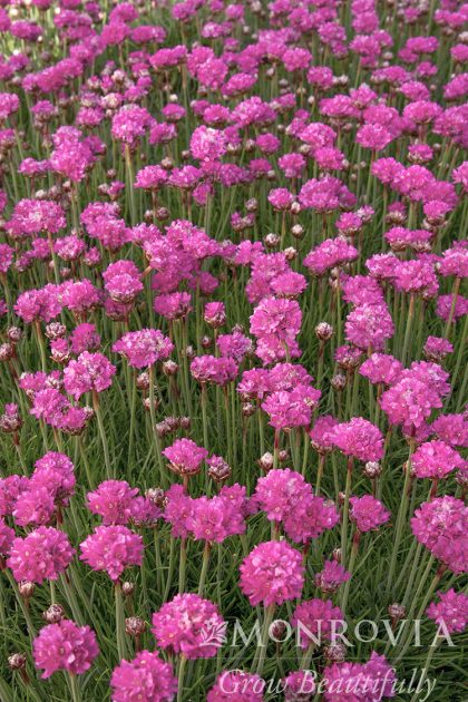 product-1368-1759487716-MO00304UT