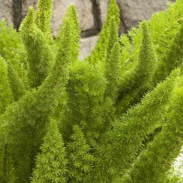 ASPARAGUS MEYERI, SIZE: QUART