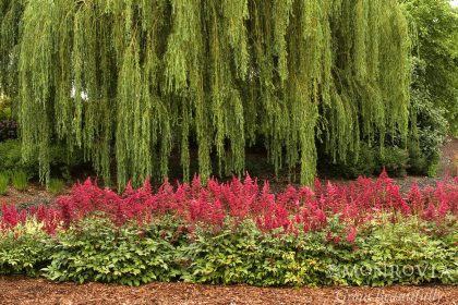 product-1370-1759487802-MO00350UT