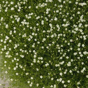 IRISH MOSS, SIZE- QUART