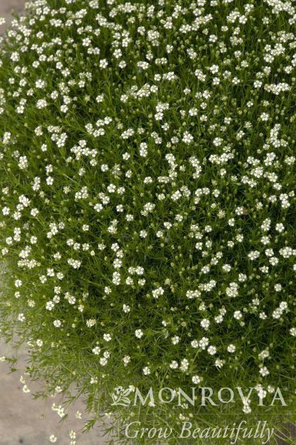 product-1375-1759489012-MO02913UT