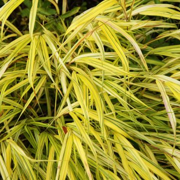 HAKONECHLOA 'AUREOLA', SIZE- QUART