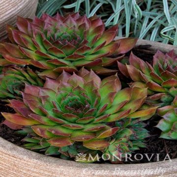 SEMPERVIVUM 'BLACK', SIZE- QUART