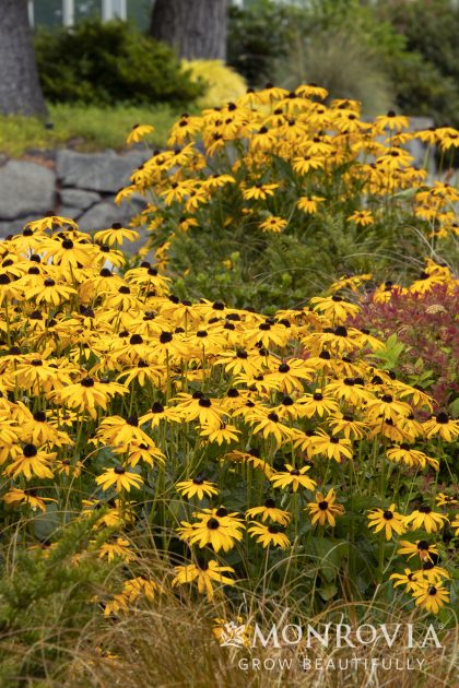 product-1393-1759491062-MO07101UT