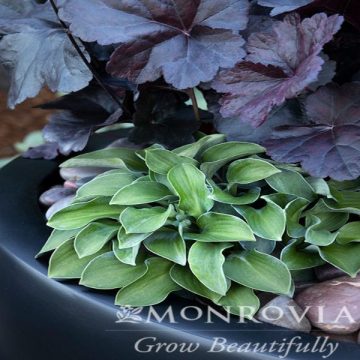 HOSTA 'BLUE MOUSE EARS', SIZE- QUART
